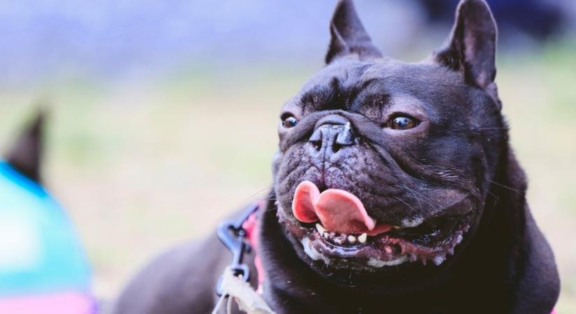 Őrjöngő bulldog roppantotta össze Timike koponyáját