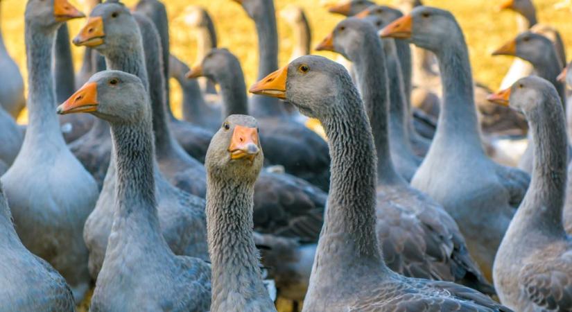 Rohamosan terjed a madarakat fenyegető kór