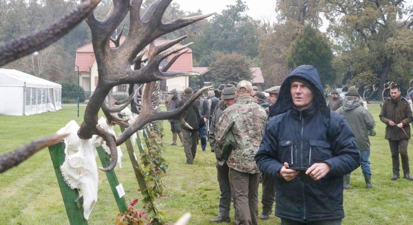 Vasi vadászok büszkeségei – Aranyérmes gímbikák a XII. Trófeaszemlén