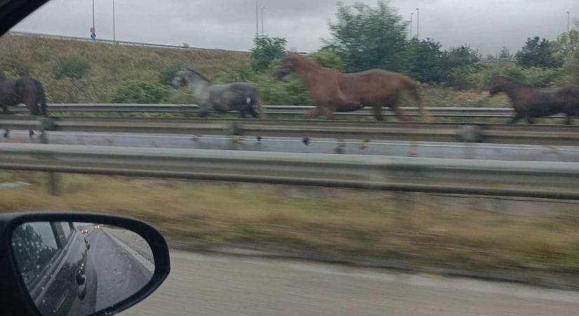 Rémisztő: lovak rohangáltak a forgalommal szemben az M5-ös autópályán