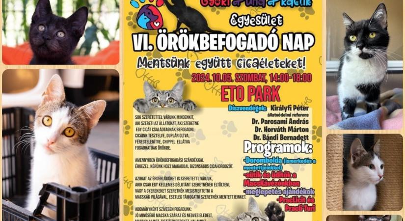 Cicarajongók! Délután indul a VI. Pracli Örökbefogadó Nap