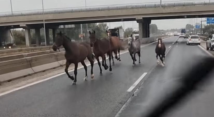 Így vágtattak a forgalommal szemben a megvadult lovak az M5-ösön