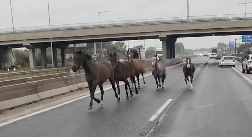 Megvadult lovak vágtattak az M5-ösön forgalommal szemben