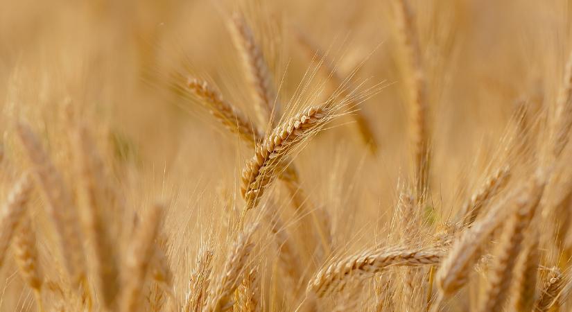 Jóváhagyták a hazai gabona- és olajosnövény-termesztés kedvező ÜHG-kibocsátási értékeit