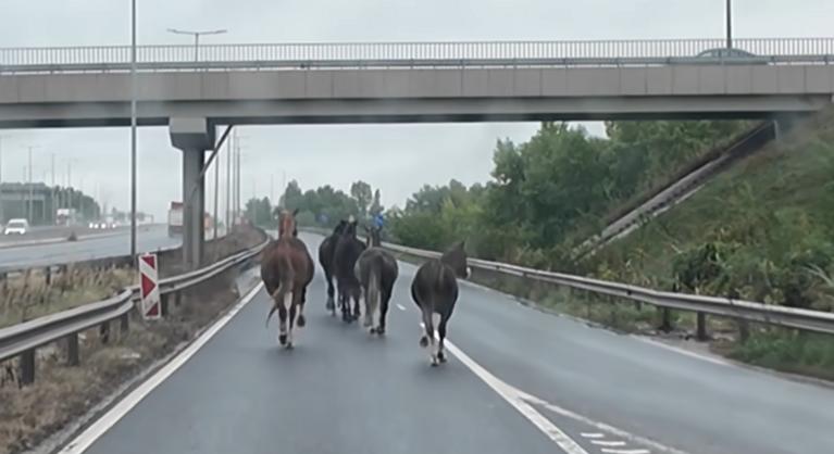 Megvadult lovak vágtattak a forgalommal szemben az M5-ös autópályán