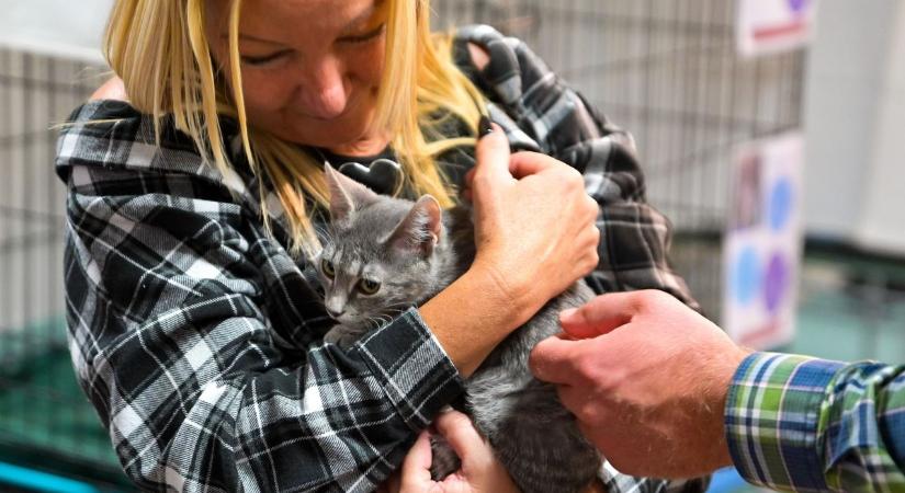 Egy örökbefogadással két cicát mentünk meg - Rengetegen találtak új otthonra az Örökbefogadó Napon  Fotók