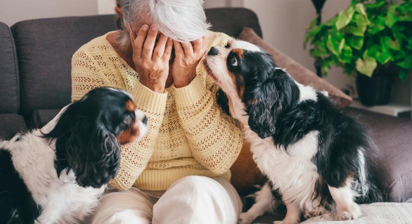 Kiszagolják a kutyák a stresszt – Nem véletlenül változik a viselkedésük, ha idegesek vagyunk