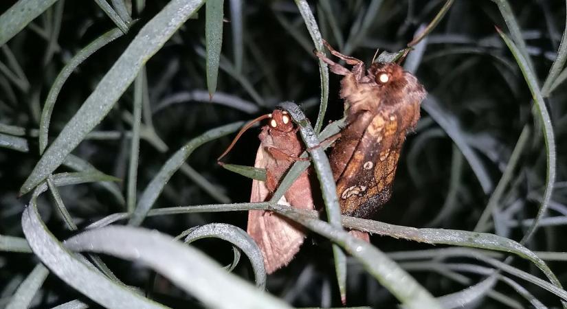 Fokozottan védett, kiemelt jelentőségű lepkefaj rajzik hazánkban