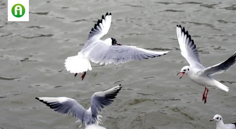 Atibiotikumoknak ellenálló baktériumok hemzsegnek a városi madarakban