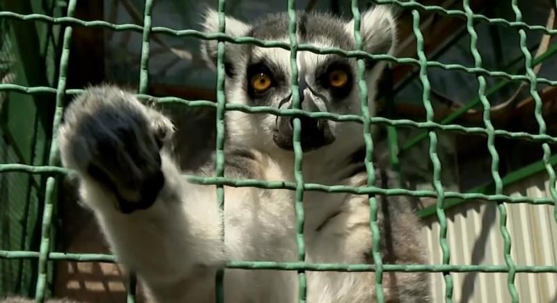 Sokan elmenekültek Pokrovszk közeléből, de az állatkert lakóinak nincs hová menniük