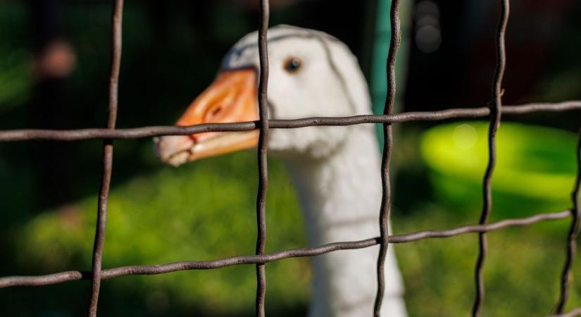 Bács-Kiskun közelében már tombol a madárinfluenza