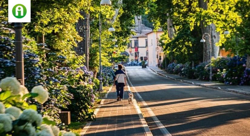 Ingatlantulajdonosok figyelmébe: kié a közterületre ültetett fa?