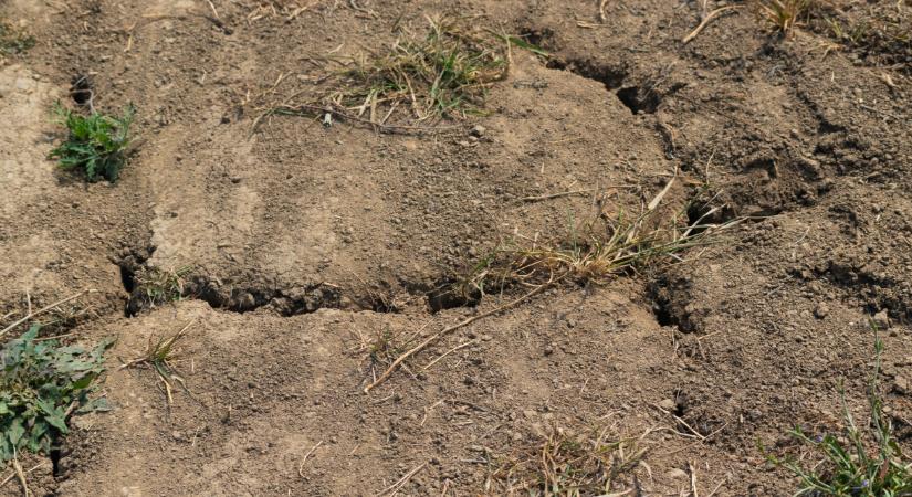 Nem maradt sok időnk: így oldhatjuk meg a talajválságot?