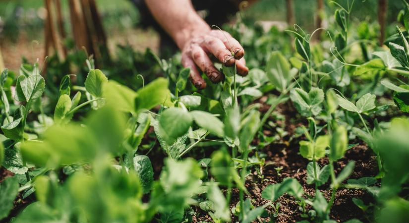 Ömlik a támogatás az agráriumba: évi 160 milliárd forinttal bővülhet az ágazat jövedelme