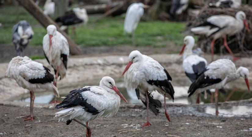 A korai sötét küldi délre a költöző madarakat