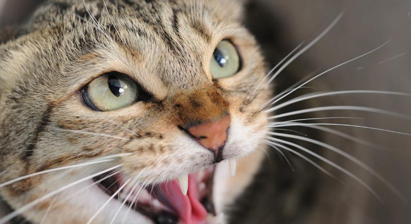 Miért sziszeg és fúj a macska? Több jelentése van