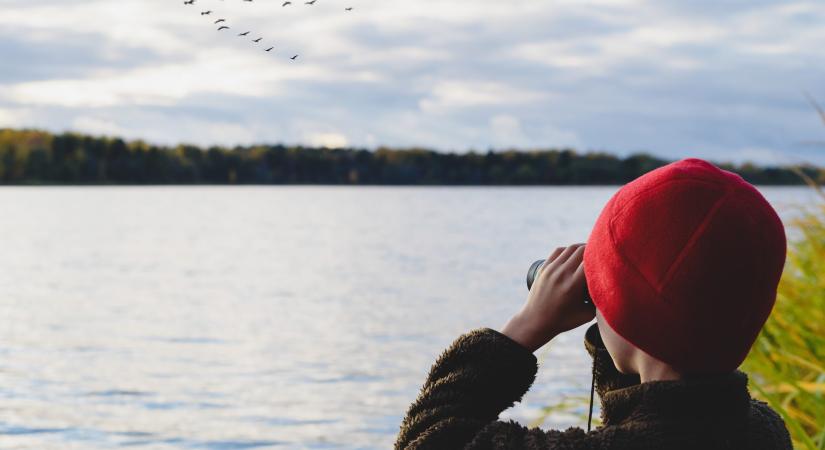 Madármegfigyelők a Balatonnál