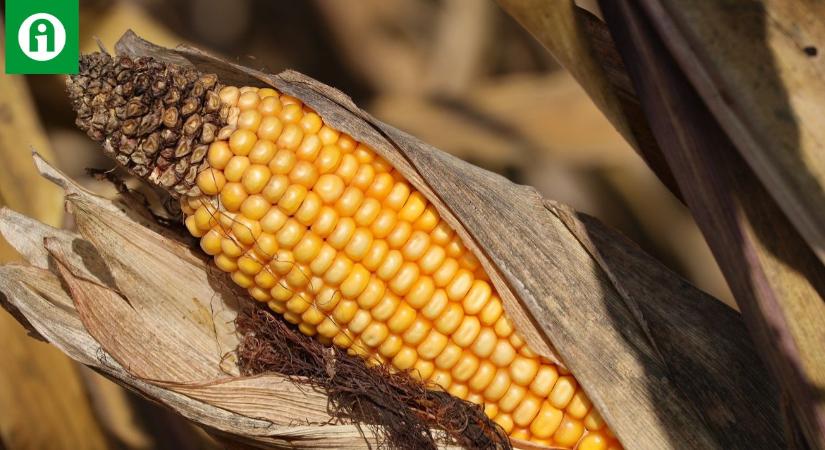 Lehet, hogy kanadai tudósok megtalálták a megoldást a terményeket mérgező toxinokra