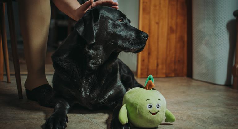 Életmentő műtéten van túl Dolly, a labrador