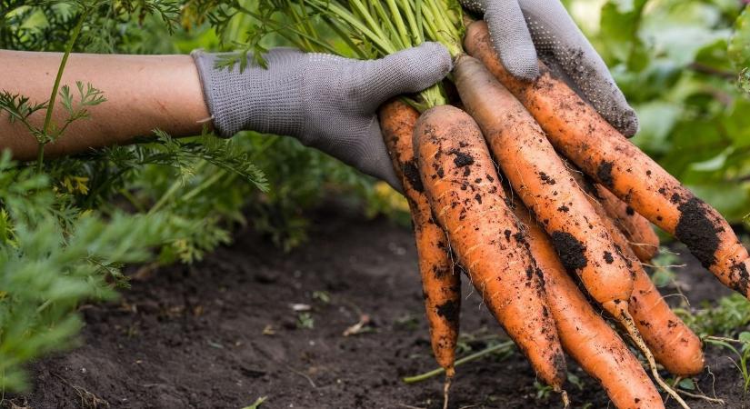 Bűnbanda hamisította a biozöldségeket és -gyümölcsöket, elárasztották Európát