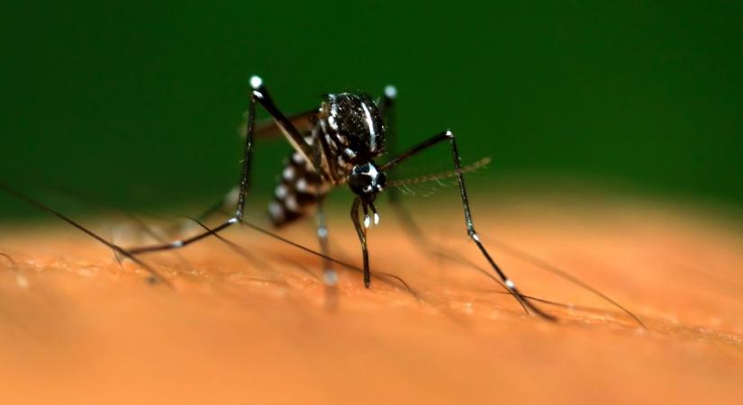 Most érkezett: Dengue vírusos vérzéses lázzal fertőzött betegeket találtak Magyarországon