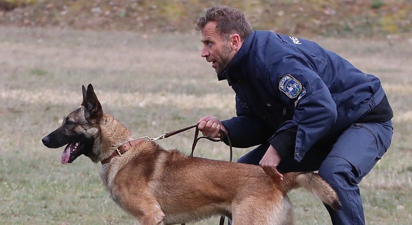 Nyugdíjba vonul Pocak, a hős rendőrkutya - A négylábú kolléga 10 évig segítette a rendőröket