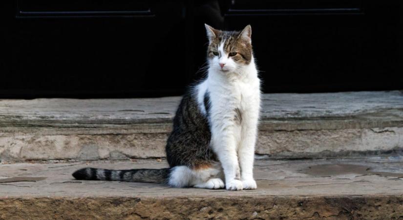 Larry, a brit kormányfői rezidencia macskája