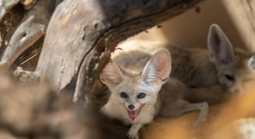 Halloween hangulattal és kihagyhatatlan programokkal várja látogatóit a Zoo Debrecen az őszi szünetben