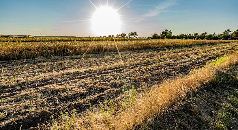 A megfelelő pH és a talajélet – avagy ahol a jó talaj kezdődik