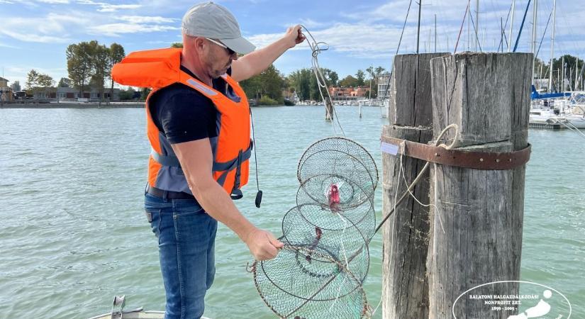 Törpeharcsa-gyérítés a Balatonon - ezért jár a büntetés