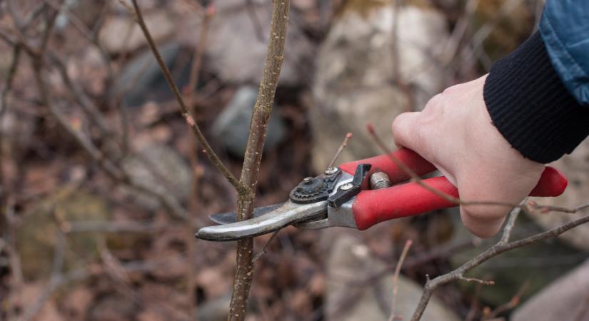 Sokan hibáznak a gyümölcsfák őszi metszésekor: ezt rengetegen elrontják