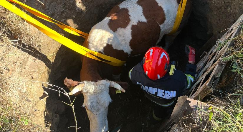 Kútba zuhant tehenet mentettek meg a Hargita megyei tűzoltók