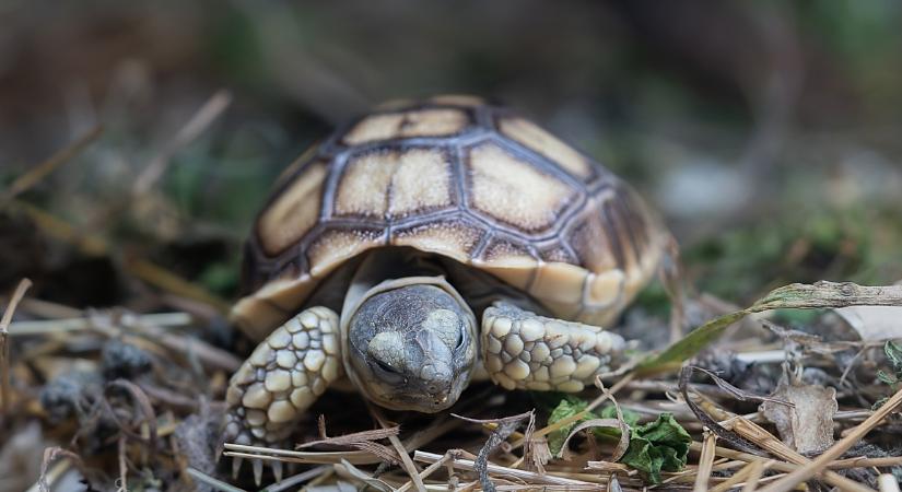 Sarkantyús teknős bébik a debreceni állatkert új lakói