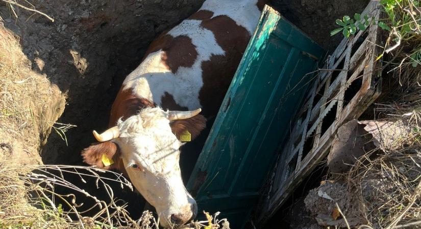 Gödörbe esett tehenet mentettek a tűzoltók