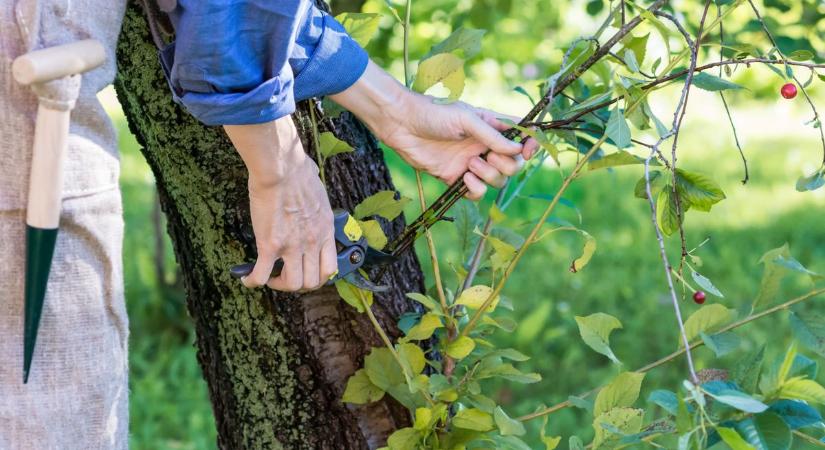 Városszépítő bizottság veszi kézbe a zöld ügyeket Jászárokszálláson