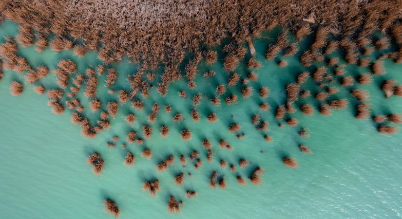 Retteghetnek a Balaton lakói, különleges ragadozó tűnt fel