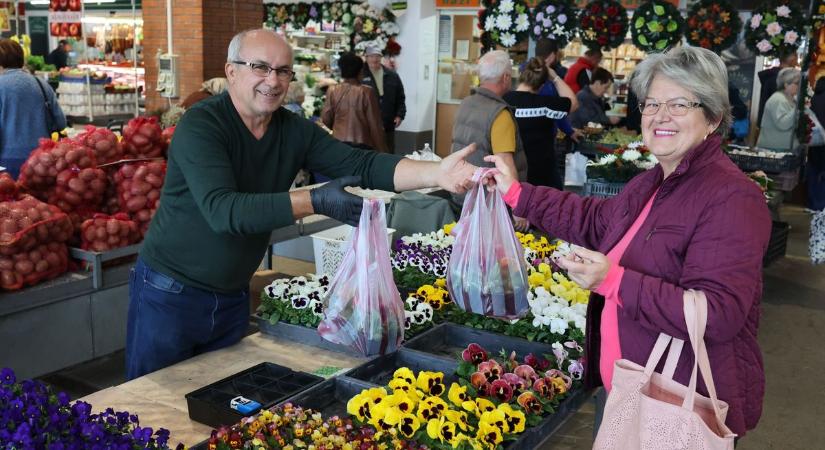 Kerti árvácska kínálat: a poharas palánta 300 forint – fotógaléria