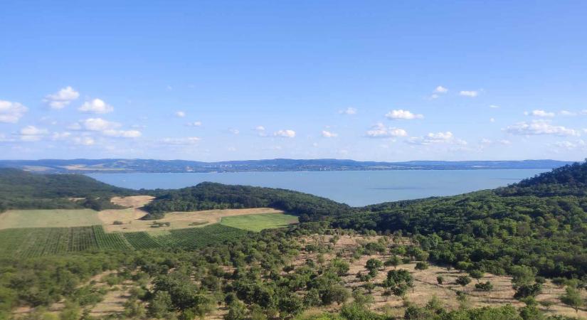 Különleges ragadozó jelent meg a Balatonnál