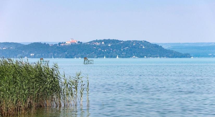 Ékfarkú halfarkas jelent meg a Balatonnál