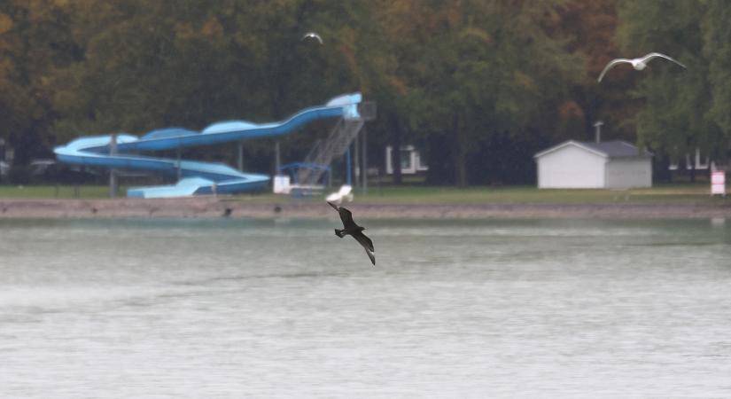 A balatoni kompokat követik a ritka halfarkasok