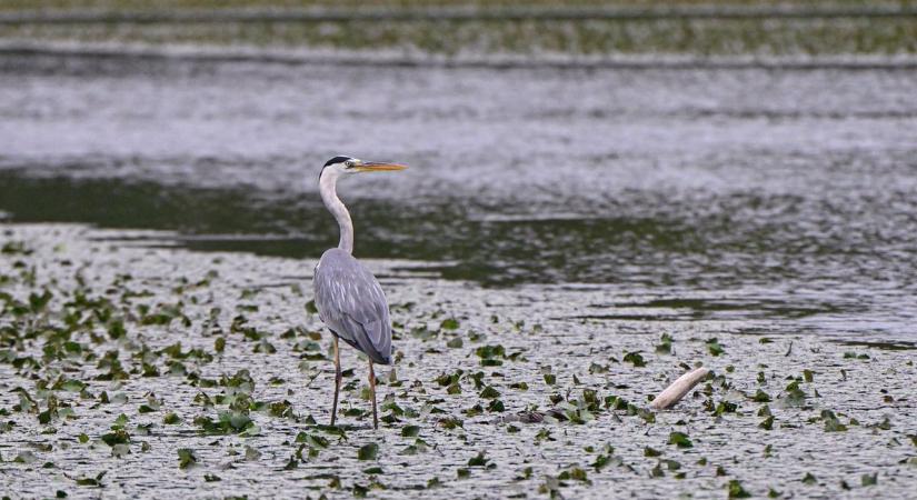 Limnológiai kutatóintézet nyílik a Tisza-tó mellett