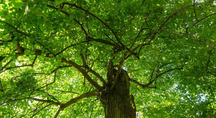 Mérgező élet – Győri kollégánk véleménye a természet fontosságáról