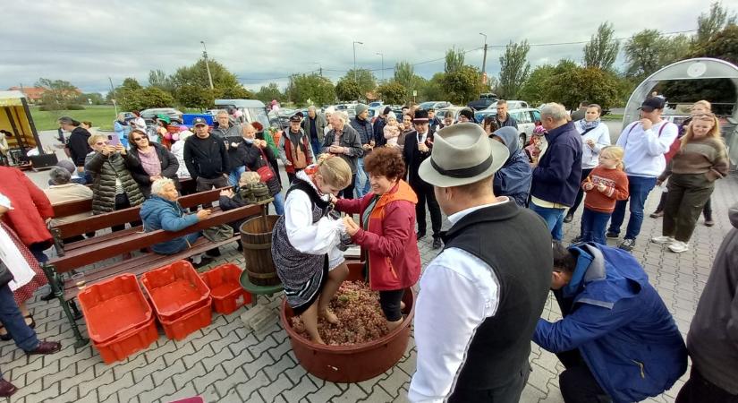 A szüretet ünnepelték Balatonakaliban