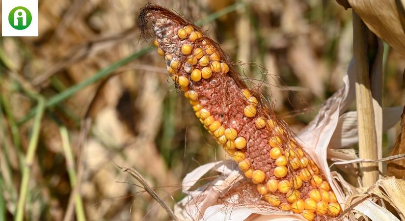 500 kg kukorica hektáronként? Túlélésért küzdenek a gazdák