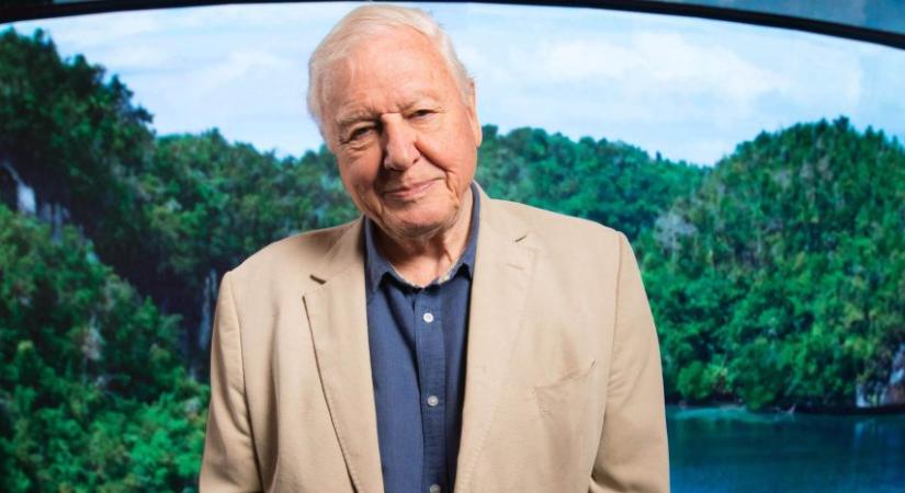 Háborúknak nem vetett véget, de Nobel-békedíjat kaphat David Attenborough