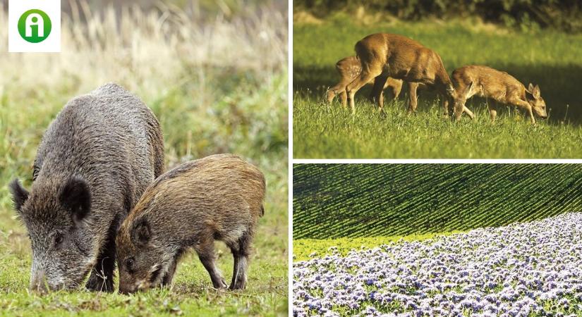 Vadlegelő, vadföld a vadgazdálkodás szolgálatában