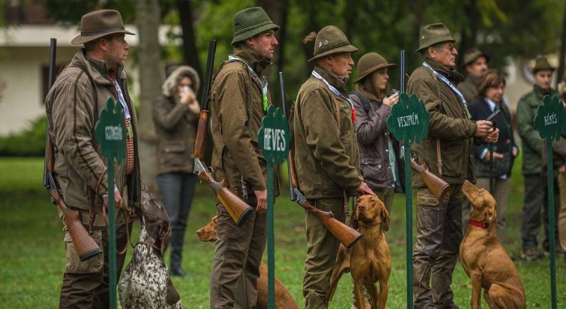 Baranyai indulók is részt vesznek az Országos Vizsla Főversenyen