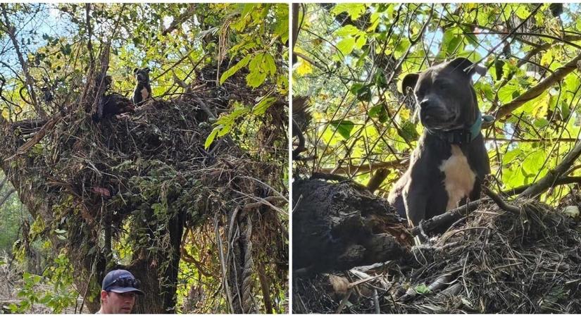 Egy fán üldögélve várta a kutya, hogy megmentsék, miután elsodorta a hurrikán