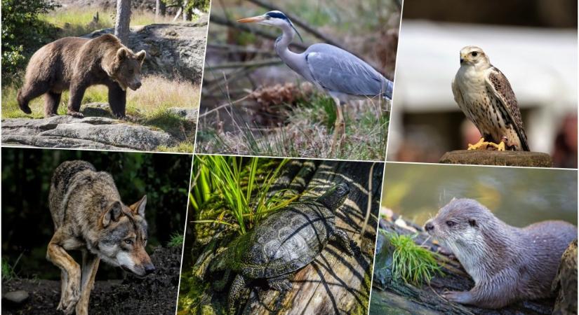 Ők a magyar vadon örök túlélői: a leghosszabb életű hazai állatok