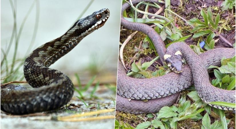 Hogyan különböztetheted meg egy pillantással? Ártalmatlan sikló vagy mérgező vipera?